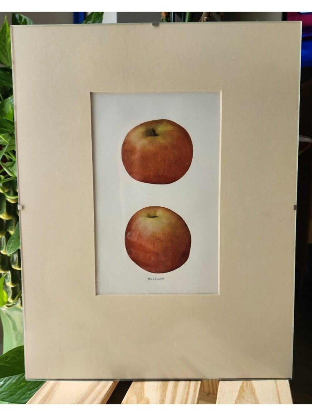 Minimalist Framed 11x14 McLellan Apple Print from The Apples of New York